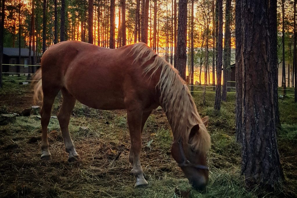 Hevonen syömässä metsätarhassa heinää auringon laskiessa taustalla